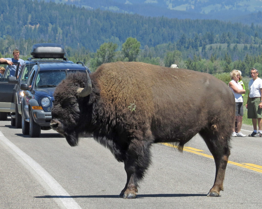 IMG_6718 bull bison stopped on road 10x8